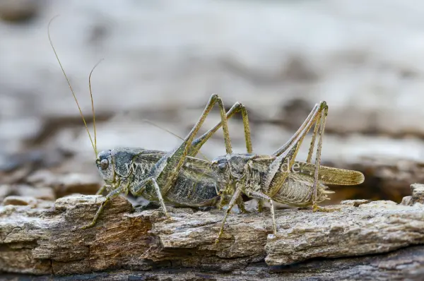 Fokus-Natur Bild