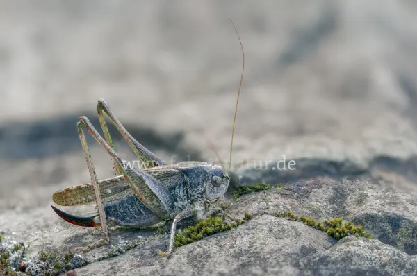 Fokus-Natur Bild