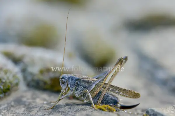 Fokus-Natur Bild