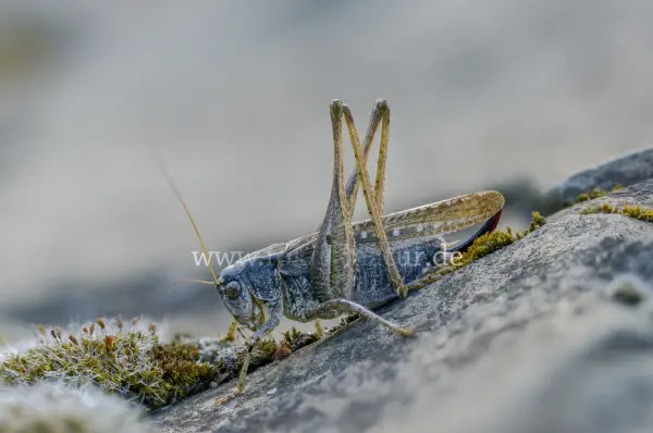 Fokus-Natur Bild