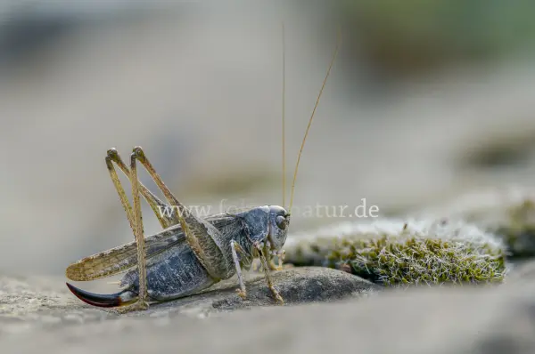Fokus-Natur Bild