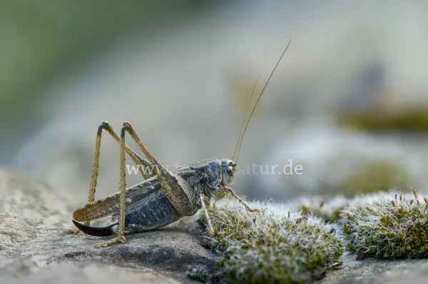 Fokus-Natur Bild