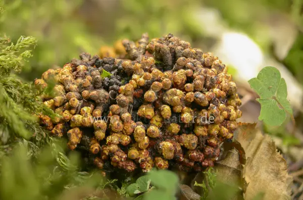 Fokus-Natur Bild