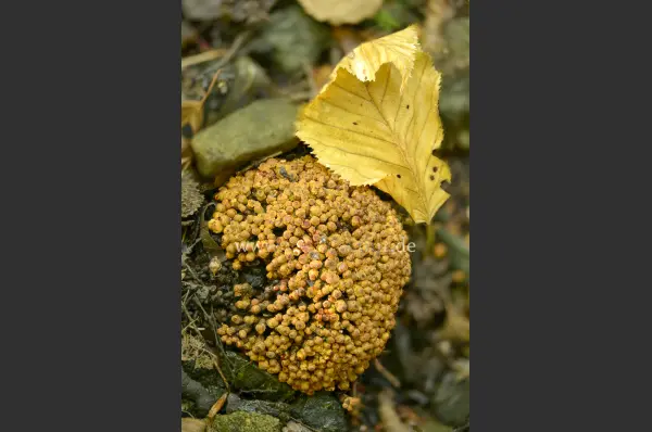 Fokus-Natur Bild