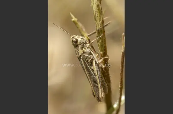 Fokus-Natur Bild
