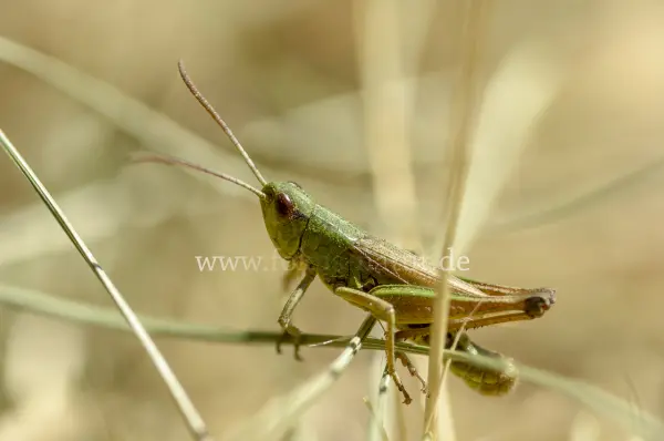 Fokus-Natur Bild