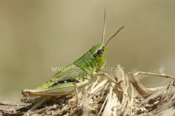 Fokus-Natur Bild
