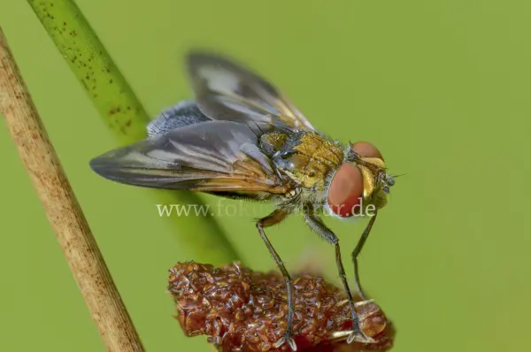Fokus-Natur Bild