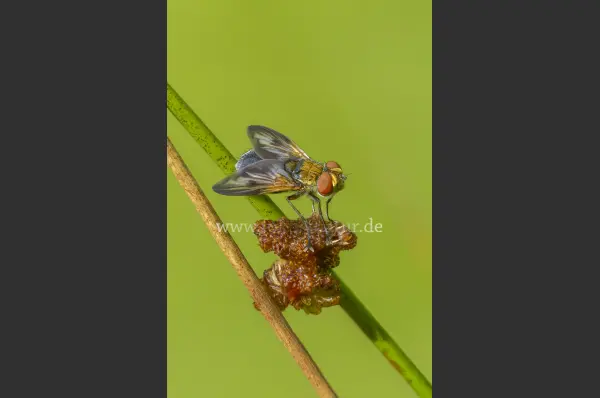Fokus-Natur Bild