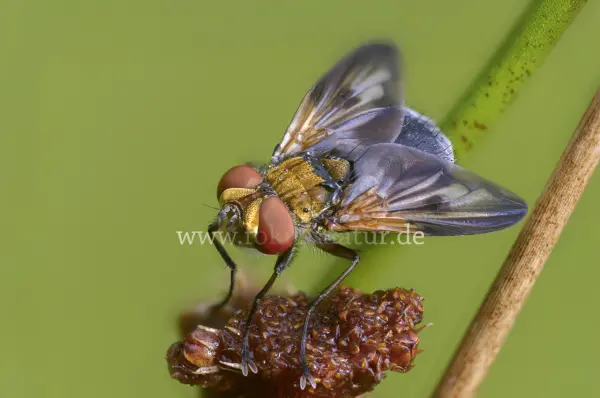 Fokus-Natur Bild