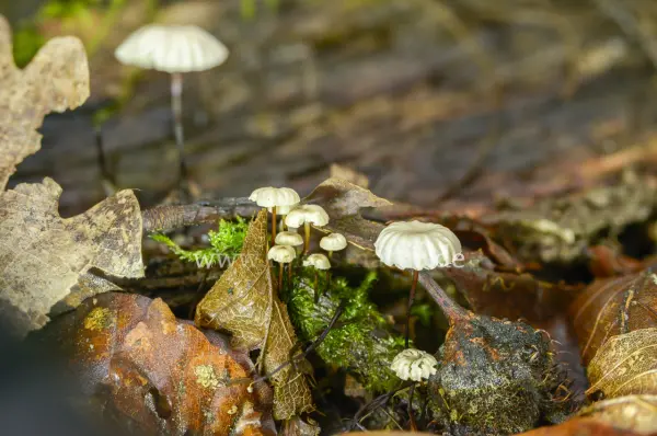 Fokus-Natur Bild