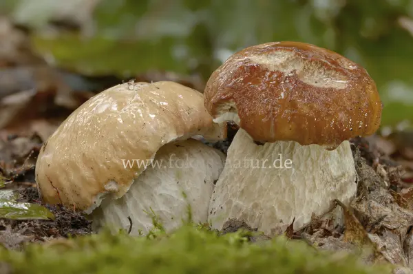 Fokus-Natur Bild