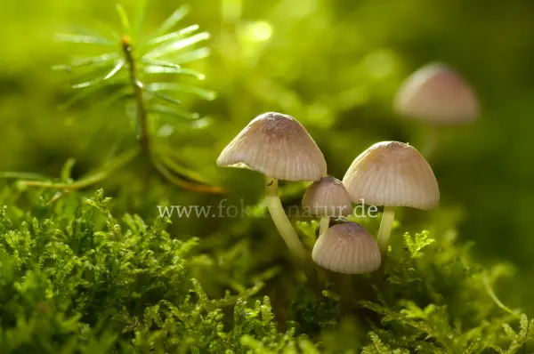 Fokus-Natur Bild