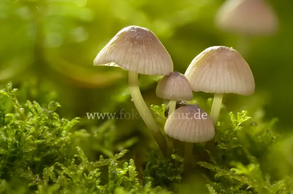 Fokus-Natur Bild
