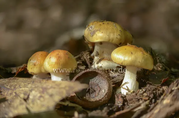 Fokus-Natur Bild