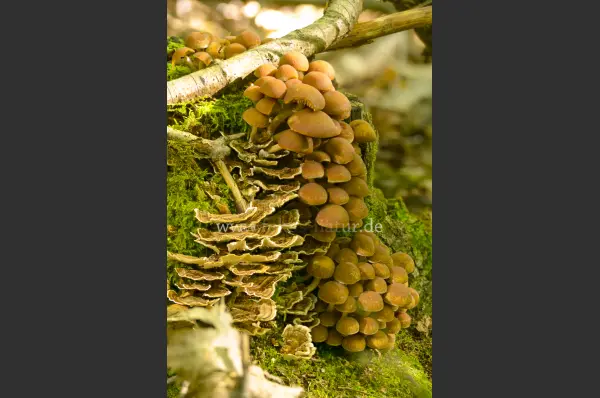 Fokus-Natur Bild