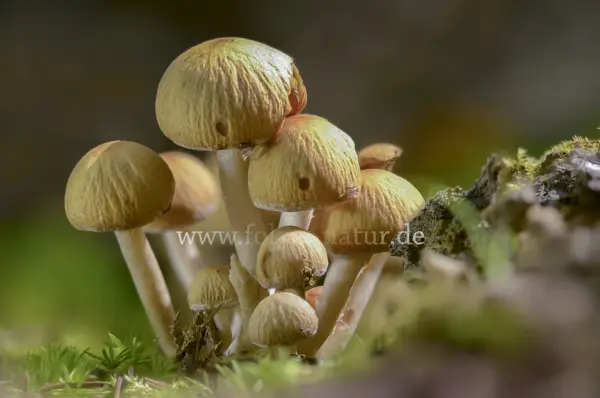 Fokus-Natur Bild