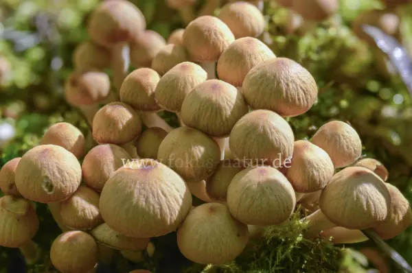 Fokus-Natur Bild