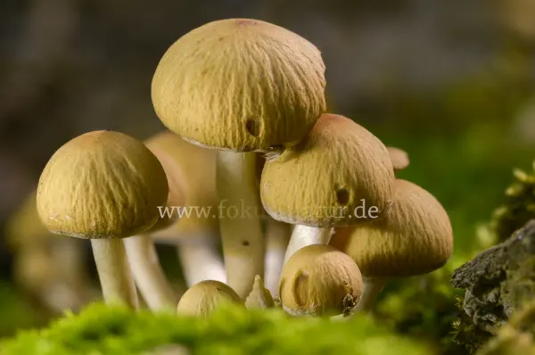 Fokus-Natur Bild