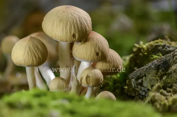 Fokus-Natur Bild