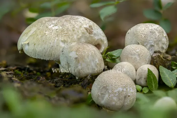 Fokus-Natur Bild