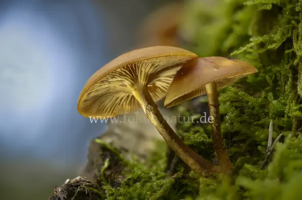 Fokus-Natur Bild
