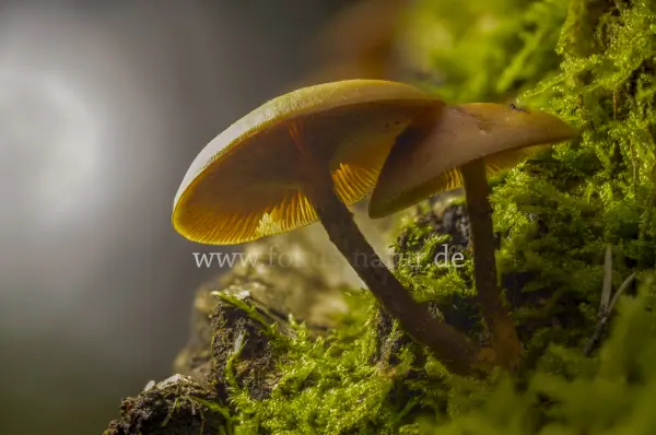 Fokus-Natur Bild
