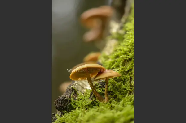 Fokus-Natur Bild