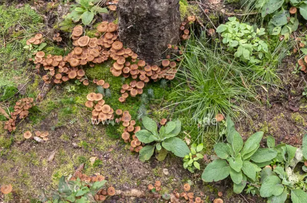 Fokus-Natur Bild