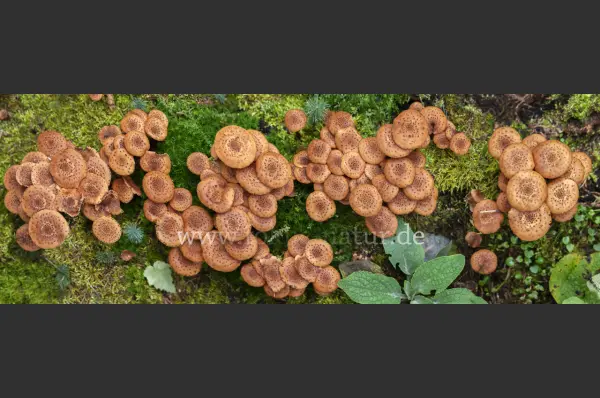 Fokus-Natur Bild