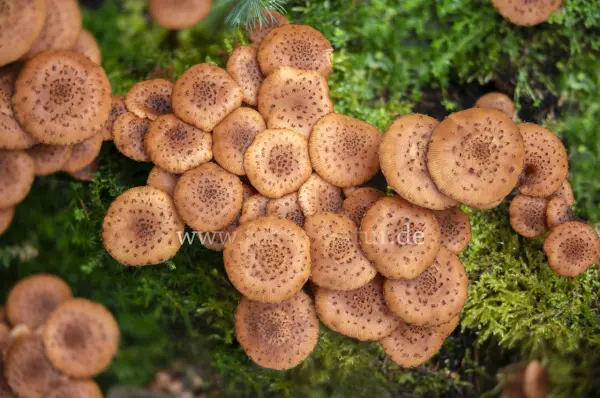 Fokus-Natur Bild