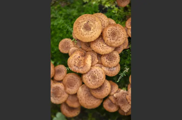 Fokus-Natur Bild