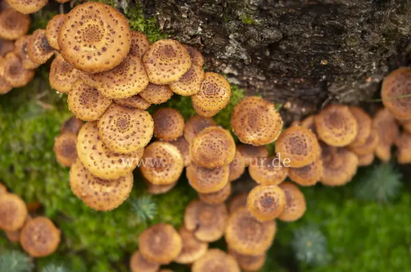 Fokus-Natur Bild