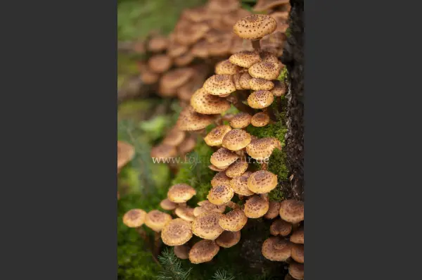 Fokus-Natur Bild