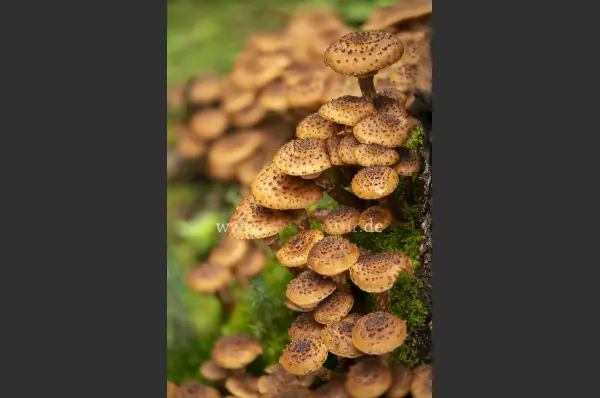 Fokus-Natur Bild