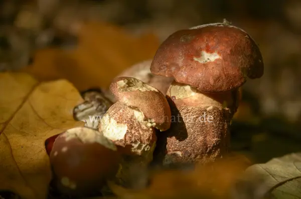 Fokus-Natur Bild