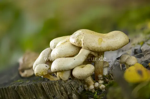 Fokus-Natur Bild