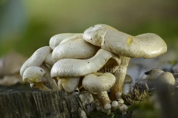 Fokus-Natur Bild