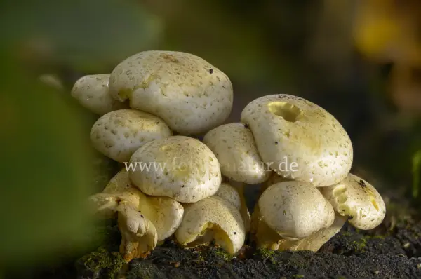 Fokus-Natur Bild