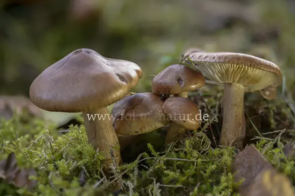 Fokus-Natur Bild
