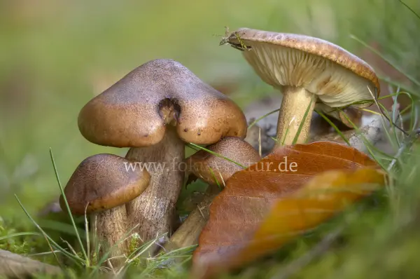 Fokus-Natur Bild