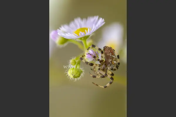 Fokus-Natur Bild