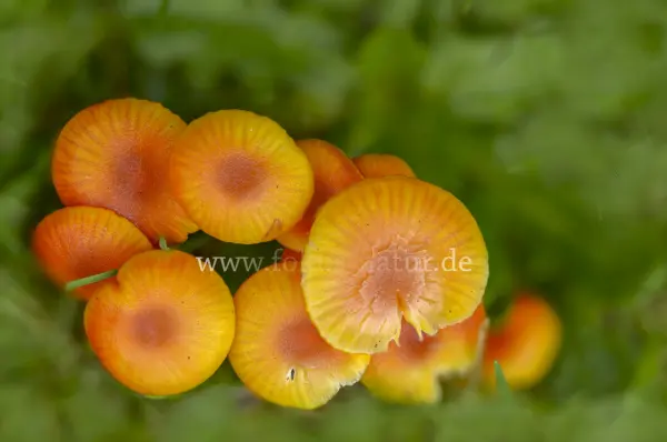 Fokus-Natur Bild