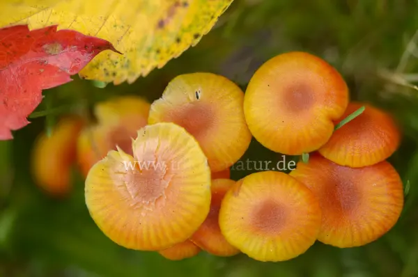 Fokus-Natur Bild