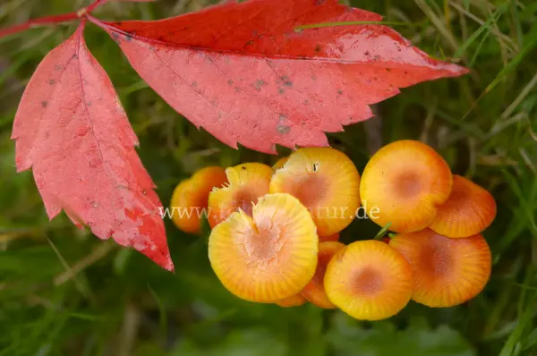 Fokus-Natur Bild