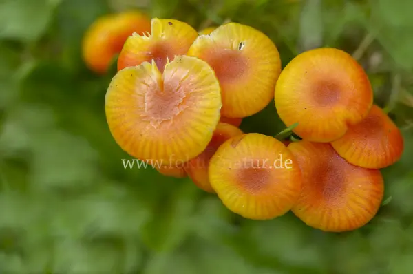 Fokus-Natur Bild