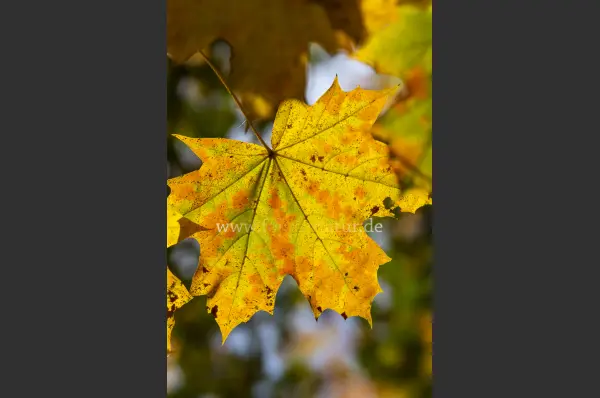 Fokus-Natur Bild