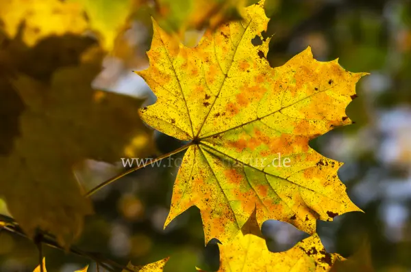 Fokus-Natur Bild