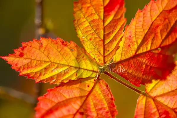 Fokus-Natur Bild