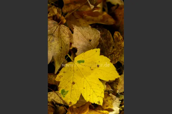Fokus-Natur Bild